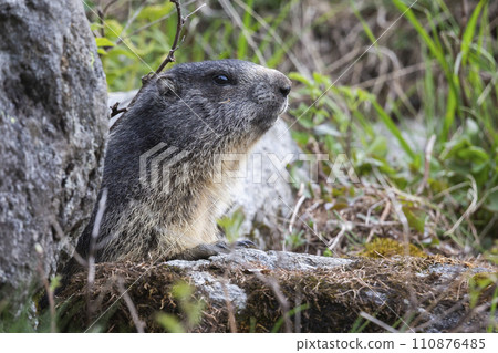 Alpine marmot (Marmota marmota) at Binntal Nature Park (Valais, Switzerland) 110876485