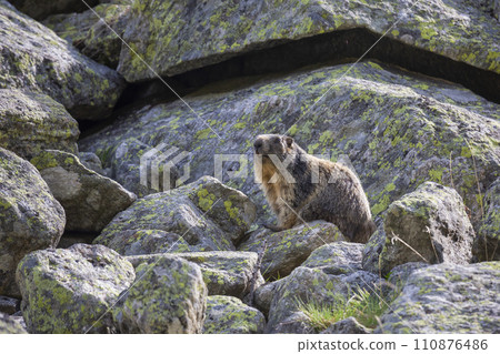 Alpine marmot (Marmota marmota) at Binntal Nature Park (Valais, Switzerland) 110876486