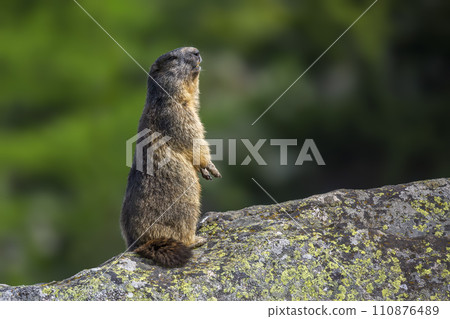 Alpine marmot (Marmota marmota) at Binntal Nature Park (Valais, Switzerland) Alpine marmot (Marmota marmota) at Binntal Nature Park (Valais, Switzerland) 110876489