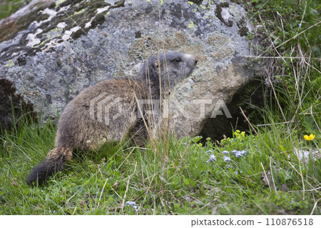 Alpine marmot (Marmota marmota) at Binntal Nature Park (Valais, Switzerland) 110876518