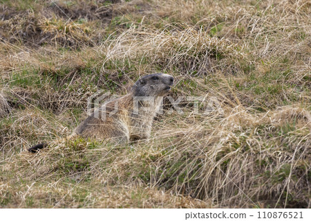 Alpine marmot (Marmota marmota) Alpine marmot (Marmota marmota) 110876521