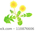 Hand-drawn illustration of dandelion (Kamakoei) Hand-drawn illustration of dandelion (Kamakoei) 110876606