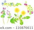 Hand-drawn illustration set of spring flowers - dandelion, giant dogfish, hotokenoza, crow's pea Hand-drawn illustration set of spring flowers - dandelion, giant dogfish, hotokenoza, crow's pea 110876611