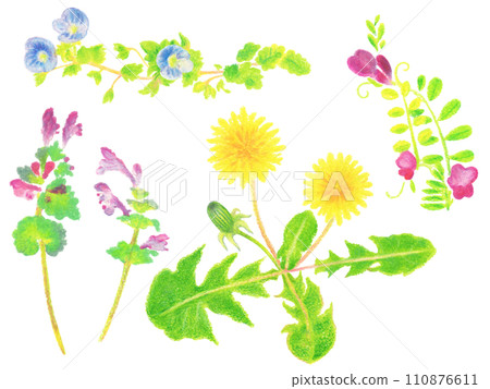 Hand-drawn illustration set of spring flowers - dandelion, giant dogfish, hotokenoza, crow's pea Hand-drawn illustration set of spring flowers - dandelion, giant dogfish, hotokenoza, crow's pea 110876611