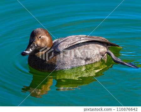 Swallows for swimming in the pond 110876642