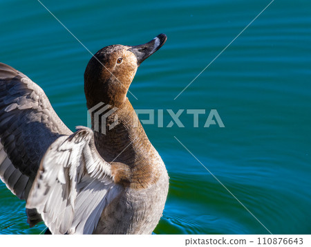 Flapping vulture 110876643