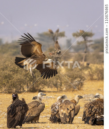gyps fulvus or griffon vulture or eurasian griffon flying with full wingspan near flock or family at jorbeer conservation reserve bikaner rajasthan india asia 110876865