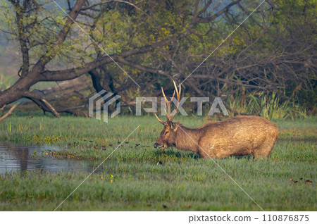 Wild male Sambar deer or rusa unicolor with big antlers long horns in natural scenic landscape wetland at forest of central india 110876875