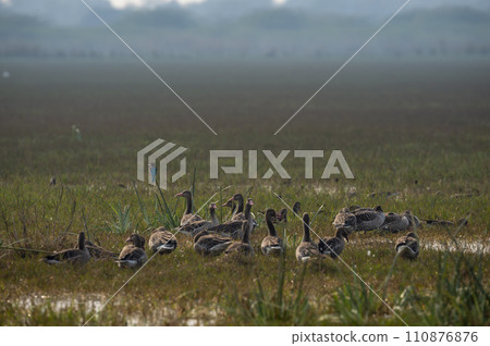 Greylag goose or Anser anser flock of birds or family group in open grass field and wetland of keoladeo national park or bharatpur bird sanctuary rajasthan india 110876876