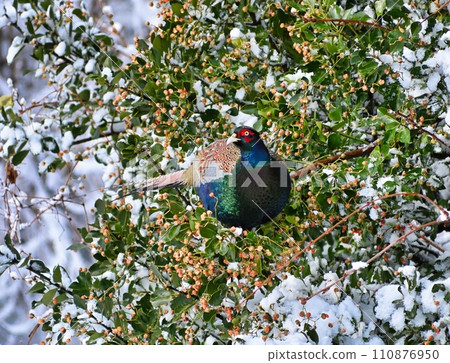 midwinter pheasant midwinter pheasant 110876950