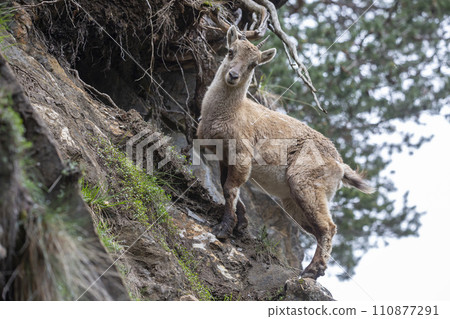 Juvenile Alpine ibex (Capra ibex) at Binntal valley Juvenile Alpine ibex (Capra ibex) at Binntal valley 110877291