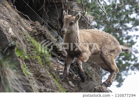 Juvenile Alpine ibex (Capra ibex) at Binntal valley Juvenile Alpine ibex (Capra ibex) at Binntal valley 110877294