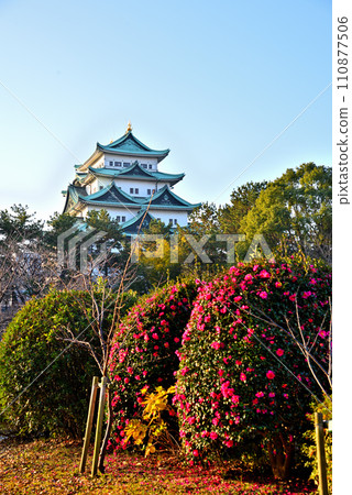 [愛知縣] 冬天的名古屋城和盛開的山茶花 110877506