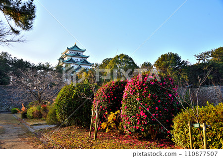 [愛知縣] 冬天的名古屋城和盛開的山茶花 110877507