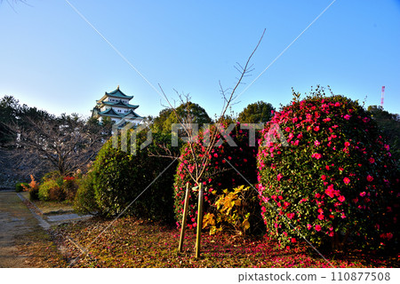 [愛知縣] 冬天的名古屋城和盛開的山茶花 110877508