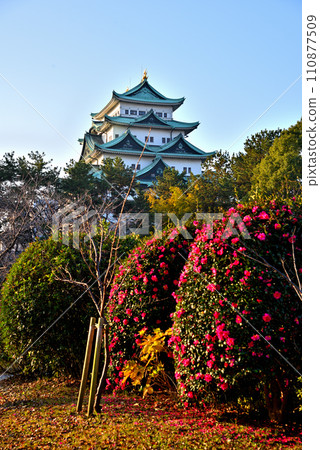 [愛知縣] 冬天的名古屋城和盛開的山茶花 110877509