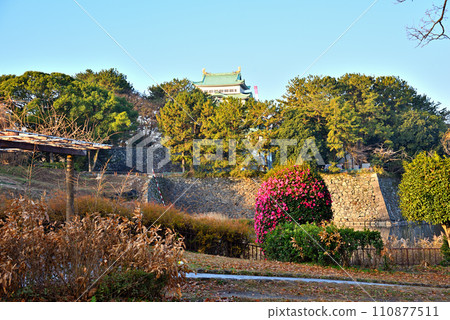 [愛知縣] 冬天的名古屋城和盛開的山茶花 110877511