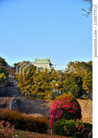 [愛知縣] 冬天的名古屋城和盛開的山茶花 110877513