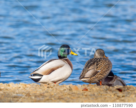 A flock of mallard ducks sunbathing 110877590