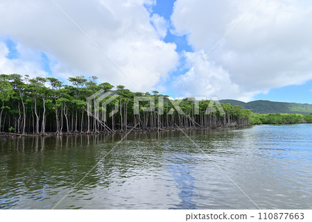 西表島仲間川紅樹林 西表島仲間川紅樹林 110877663