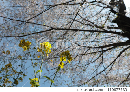 Rapeseed flowers and cherry blossom trees seen from below Rapeseed flowers and cherry blossom trees seen from below 110877783