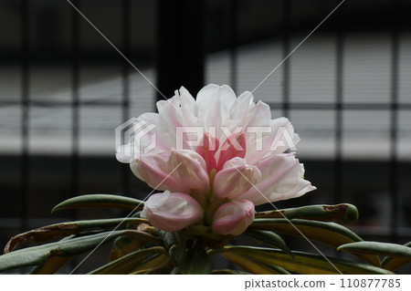 已開始綻放的石楠花的特寫 已開始綻放的石楠花的特寫 110877785