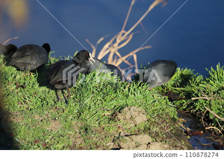 A flock of coots resting on a riverbed in winter A flock of coots resting on a riverbed in winter 110878274