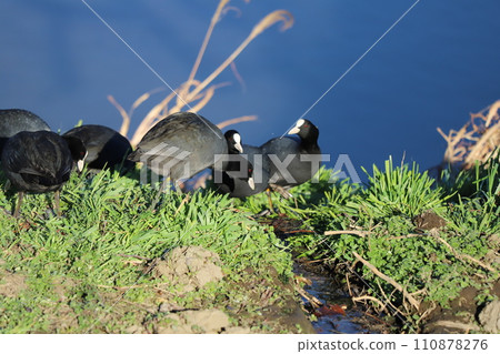 一群白骨頂在冬天的河床上休息 110878276