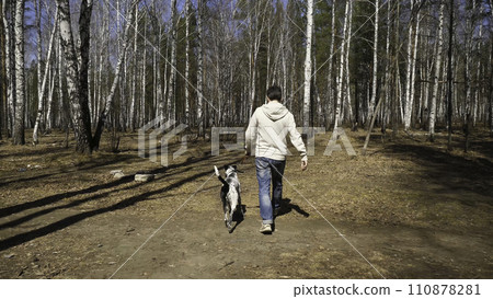 Man walks with dog in autumn park at sunny day. Man walking with a Dalmatian dog, view from the back 110878281