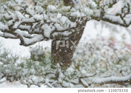 Falling powder snow and pine needles Falling powder snow and pine needles 110878338