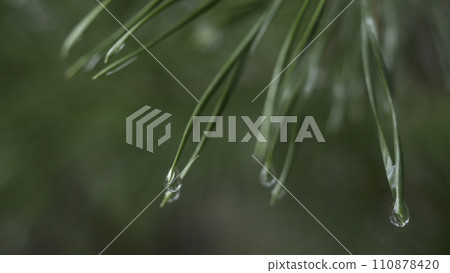 Close up of rain drops on green pine needles with fresh green copyspace. Abstract background from conifer evergreen pine tree branches with dew water drops. Rain drops on pine needles with sun rays 110878420