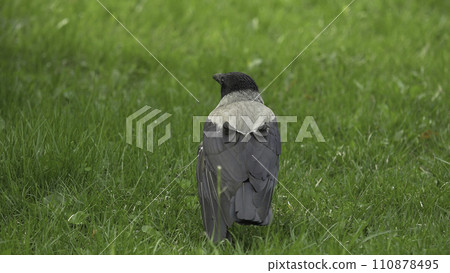 A raven holds his food prize. Portrait of a black crow, raven or rook. Black jungle crow standing and eating a piece of bread on the green grass. 110878495