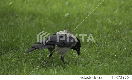 A raven holds his food prize. Portrait of a black crow, raven or rook. Black jungle crow standing and eating a piece of bread on the green grass. 110878570