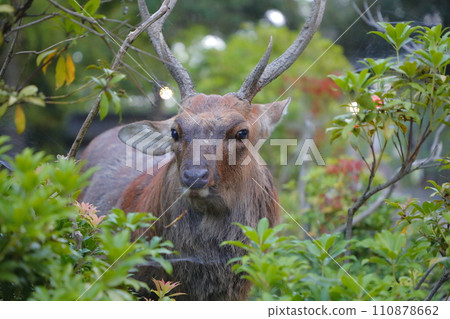 A stag A stag 110878662