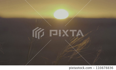 Grass in the wind at sunrise. Summer grass meadow of pleasant wind with bright sunlight sunny spring 110878836