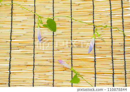 morning glory morning glory bud morning glory morning glory bud 110878844