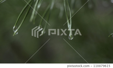 Close up of rain drops on green pine needles with fresh green copyspace. Abstract background from conifer evergreen pine tree branches with dew water drops. Rain drops on pine needles with sun rays Close up of rain drops on green pine needles with fresh green copyspace. Abstract background from conifer evergreen pine tree branches with dew water drops. Rain drops on pine needles with sun rays 110879615