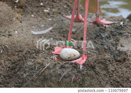Flamingo eggs 110879897