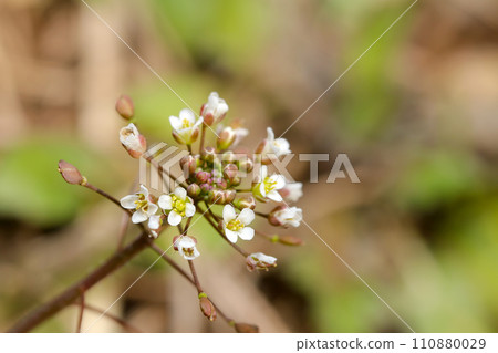 In early spring, the unassuming small wildflower "Shepherd's purse" blooms (natural light & strobe macro lens close-up) 110880029