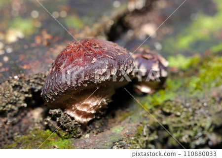 Natural shiitake mushrooms and moss growing naturally on rotten trees in the forest (natural light & strobe macro lens close-up) 110880033