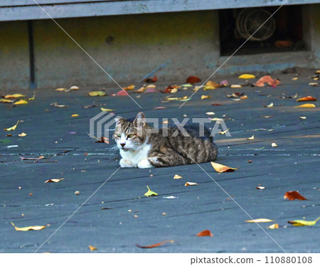貓在樹蔭下休息 貓在樹蔭下休息 110880108