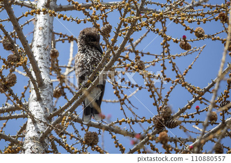 Spotted nutcracker (Nucifraga caryocatactes) in a lork tree against a blue sky 110880557