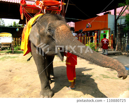 Thailand Ayutthaya ruins/elephant tour 110880725