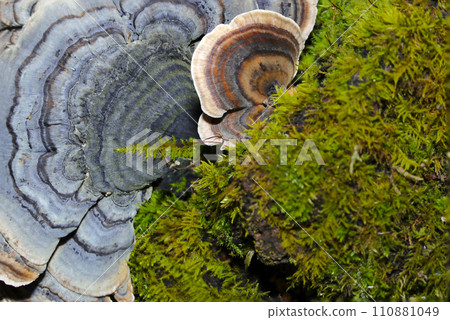 Blue-gray and brown, small and large C. versicolor growing on a moss-covered stump. 110881049