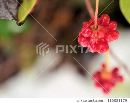 實桂果實12月成熟 實桂果實12月成熟 110881179