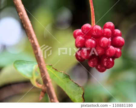 Sanekatsura fruit ripened in December 110881180