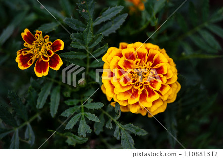 Close-up photo of orange marigold flowers Close-up photo of orange marigold flowers 110881312