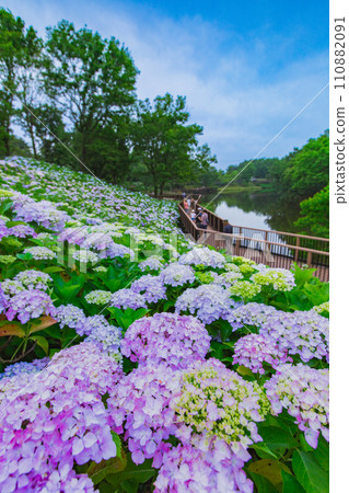 贊岐滿濃國立公園：繡球花盛開 110882091