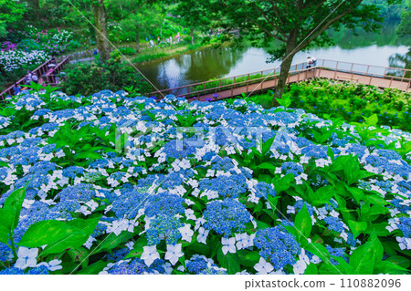 Sanuki Mannou National Park: Hydrangeas are in full bloom 110882096