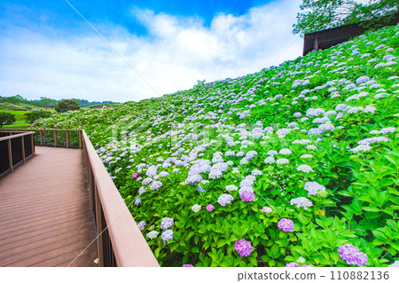 國立贊岐萬王公園：最好的繡球花 110882136